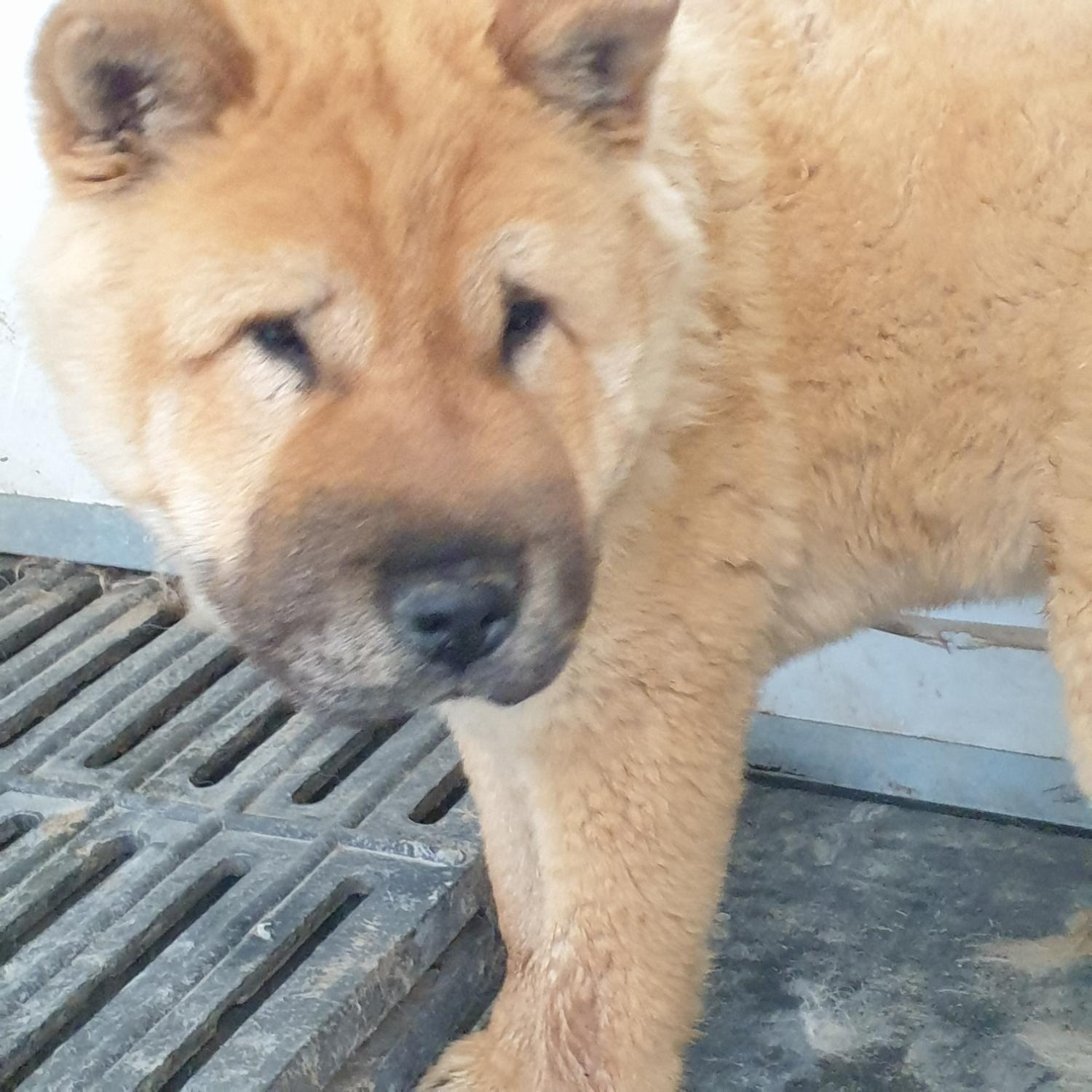 남양동물보호센터_441553202401238